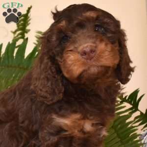 Midnight, Cavapoo Puppy